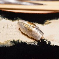 鮨 龍次郎 - 小肌