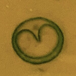 海老丸らーめん - ネギの中にハートを見つけた記念写真をご覧いただきありがとうございます