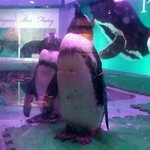ペンギンのいるダイニングバー沖縄 - 