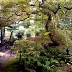 Houtou Dokoro Ishihara - 立派な松のある和の庭園