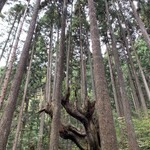 Ayuya - 巨大株杉