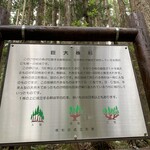 Ayuya - 巨大株杉