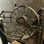 AMMONITE - 