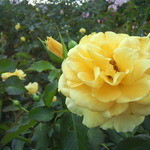 池上製麺所 - たまには麺や料理だけじゃなく、綺麗なものも写しておこうか･･。