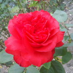 池上製麺所 - 情熱の真っ赤な薔薇を胸に咲かせよう。