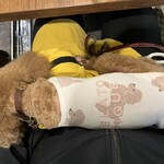 アガリコ 新宿 オリエンタルビストロ - 膝の上のシェリ