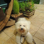 ビストロ　アンコニュ - テラスはワン OK〜♬