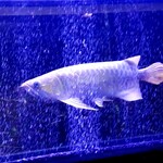 焼肉 拍手喝采 - 