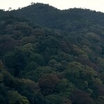 洛空 - 嵐山の紅葉は色づき始め