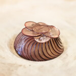 レストラン ナズ - 