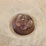 レストラン ナズ - 