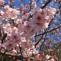 ブッフェダイニング プリンスマルシェ - 