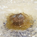 トゥ・ラ・ジョア - 玉ねぎトリュフ