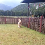 グラスハウス - ミニドッグランでちょっと用足し（笑）