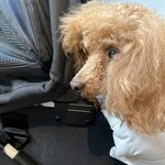 TASTY PLACE THE DINING - シェリ