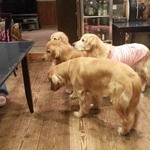 グラスハウス - すみれママさんがワンコの朝食の準備中です