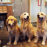 グラスハウス - お出迎えの看板犬