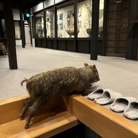 丹波篠山　近又 - 