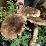 鮨よし - 見せて貰った松茸  皆で写メりまくる(笑)