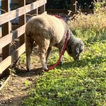自然薯の里 - 羊ちゃん✨