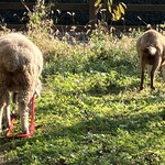自然薯の里 - 羊ちゃんとやぎちゃんのおしり✨