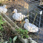 自然薯の里 - アヒルちゃんたち✨