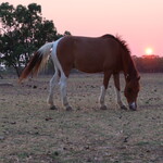 Daly Waters Hi-Way Inn - 