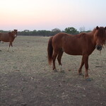 Daly Waters Hi-Way Inn - 