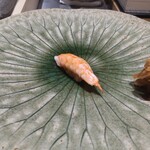 銀座のみこ寿司 - 海老