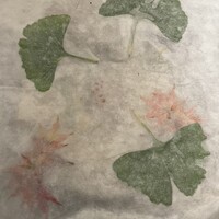 さ行 - 葉っぱの挟まれた和紙をめくると