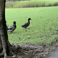 ベンジャミンステーキハウス 六本木 - 