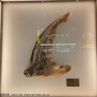 筑紫樓 銀座店 - 