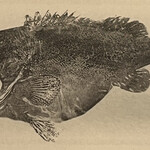 一期一会 よねさん - 