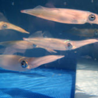 Transparent squids swimming energetically that will catch your eye.