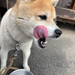 串焼き BUBU-TON - 