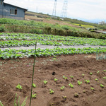 和こう - 自家菜園（和こう農園）の様子です。堆肥を入れて強い土作りをしております。…晴れていれば富士山が写ったのですが。