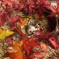 しんや - 紅葉で彩られた