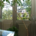 珈琲都夢 - 店内から臨む庭(2013.11)