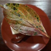 お料理 佐藤 - 