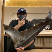 美会 - ・ビア氏のサメの尾鰭