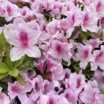 レストラン 相楽 - 