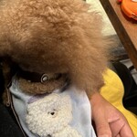 アガリコ 新宿 オリエンタルビストロ - シェリを抱っこしながら♡