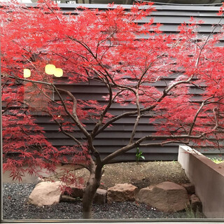 クリスマス前後に紅葉します