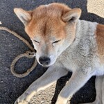 串焼き BUBU-TON - 獅子丸はねむいよ〜