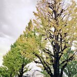 チーズケーキと彩りカレー Luna piena - 通り沿いの銀杏並木が色付いてきました。