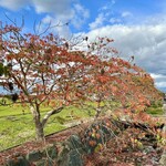 Haze - 柳坂曽根の櫨並木（帰道）