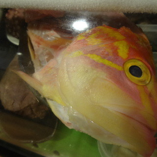 ちゃきちゃき_2