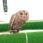 フクロウのみせ - 