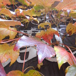 珈琲歌劇 - 看板