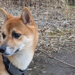 ムースヒルズバーガー - 